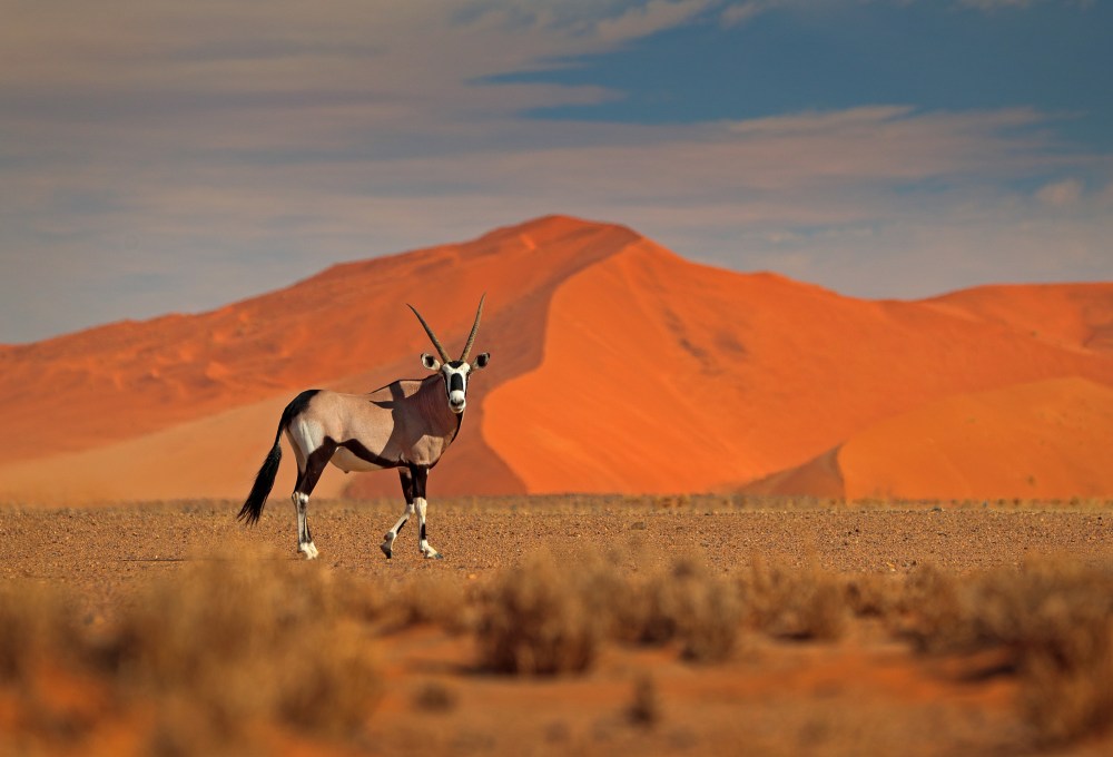 Fahrt in die Namib - die älteste Wüste der Welt